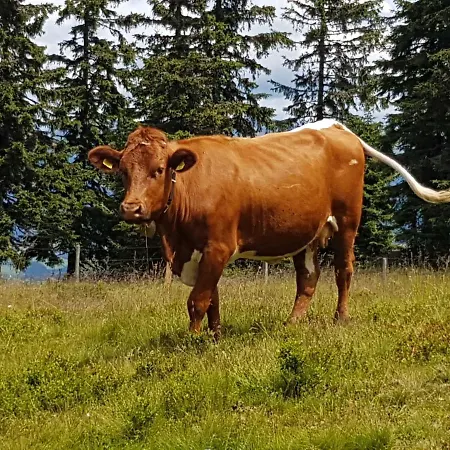 Murmeltier Am Klippitztoerl