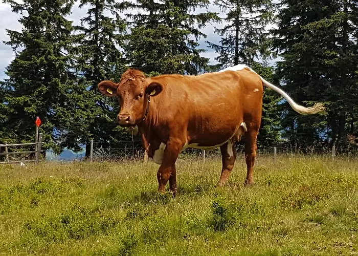 Murmeltier Am Klippitztoerl